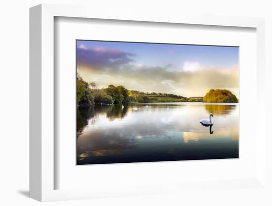 Picture of a Swan on a Lake in the Scottish Highlands-null-Framed Photographic Print