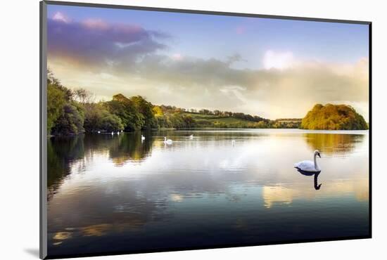 Picture of a Swan on a Lake in the Scottish Highlands-null-Mounted Photographic Print