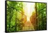 Picture of Arenal Hanging Bridges Ecological Reserve, Natural Rainforest Park-Anna Omelchenko-Framed Stretched Canvas