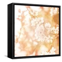Picture of Beautiful Apple Tree Blossom-Anna Omelchenko-Framed Stretched Canvas