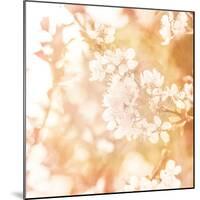 Picture of Beautiful Apple Tree Blossom-Anna Omelchenko-Mounted Photographic Print
