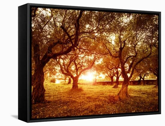 Picture of Beautiful Orange Sunset in Olive Trees Garden-Anna Omelchenko-Framed Stretched Canvas