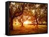 Picture of Beautiful Orange Sunset in Olive Trees Garden-Anna Omelchenko-Framed Stretched Canvas