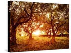 Picture of Beautiful Orange Sunset in Olive Trees Garden-Anna Omelchenko-Stretched Canvas