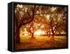 Picture of Beautiful Orange Sunset in Olive Trees Garden-Anna Omelchenko-Framed Stretched Canvas