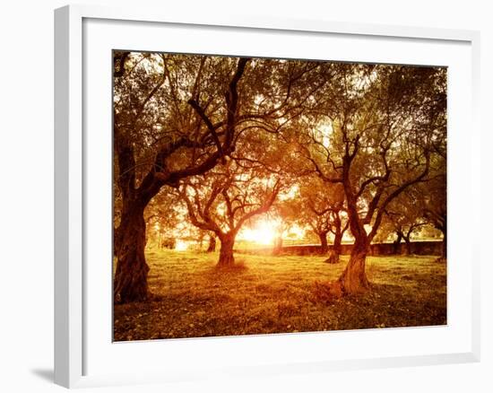 Picture of Beautiful Orange Sunset in Olive Trees Garden-Anna Omelchenko-Framed Photographic Print