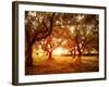 Picture of Beautiful Orange Sunset in Olive Trees Garden-Anna Omelchenko-Framed Photographic Print