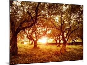 Picture of Beautiful Orange Sunset in Olive Trees Garden-Anna Omelchenko-Mounted Photographic Print