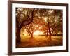 Picture of Beautiful Orange Sunset in Olive Trees Garden-Anna Omelchenko-Framed Photographic Print