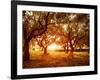 Picture of Beautiful Orange Sunset in Olive Trees Garden-Anna Omelchenko-Framed Photographic Print