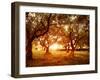 Picture of Beautiful Orange Sunset in Olive Trees Garden-Anna Omelchenko-Framed Photographic Print