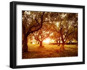 Picture of Beautiful Orange Sunset in Olive Trees Garden-Anna Omelchenko-Framed Photographic Print