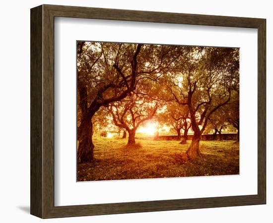 Picture of Beautiful Orange Sunset in Olive Trees Garden-Anna Omelchenko-Framed Photographic Print