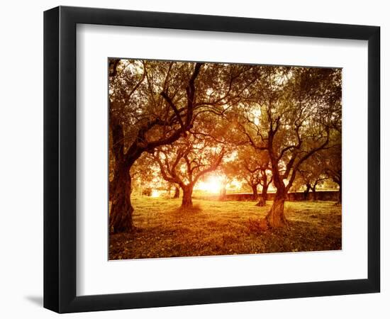 Picture of Beautiful Orange Sunset in Olive Trees Garden-Anna Omelchenko-Framed Photographic Print