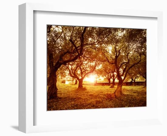 Picture of Beautiful Orange Sunset in Olive Trees Garden-Anna Omelchenko-Framed Photographic Print