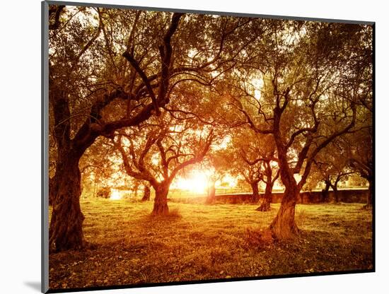 Picture of Beautiful Orange Sunset in Olive Trees Garden-Anna Omelchenko-Mounted Photographic Print