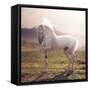 Picture of Majestic White Arabian Horse-Konrad B?k-Framed Stretched Canvas