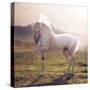 Picture of Majestic White Arabian Horse-Konrad B?k-Stretched Canvas