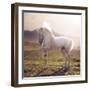 Picture of Majestic White Arabian Horse-Konrad B?k-Framed Photographic Print