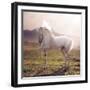 Picture of Majestic White Arabian Horse-Konrad B?k-Framed Photographic Print