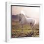 Picture of Majestic White Arabian Horse-Konrad B?k-Framed Photographic Print