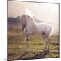 Picture of Majestic White Arabian Horse-Konrad B?k-Mounted Photographic Print