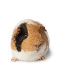 Cute Guinea Pig on White Background-Picture Partners-Framed Stretched Canvas