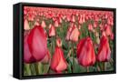 Framed Canvas