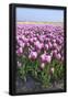 Essential Black