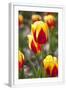 Chelsea White