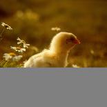 A Chick Standing on the Grass Next to Some Daisy's, Outside-Picturebank-Framed Photographic Print