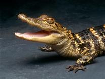 Crocodile with its Mouth Open Looking into the Camera-Picturebank-Framed Photographic Print