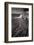 Pictured Rocks Michigan I BW-Alan Majchrowicz-Framed Photographic Print