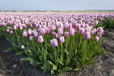 Dutch Tulip Fields in Springtime-picturepartners-Stretched Canvas