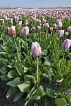 Dutch Tulip Fields in Springtime-picturepartners-Framed Stretched Canvas