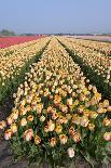 Dutch Tulip Fields in Springtime-picturepartners-Premium Photographic Print