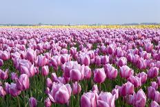 Dutch Tulip Fields in Springtime-picturepartners-Framed Photographic Print