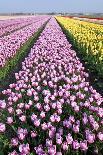 Dutch Tulip Fields in Springtime-picturepartners-Framed Stretched Canvas