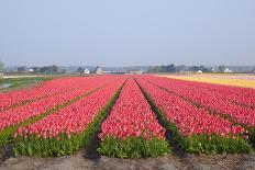 Dutch Tulip Fields in Springtime-picturepartners-Photographic Print