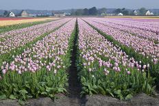 Dutch Tulip Fields in Springtime-picturepartners-Framed Photographic Print