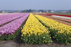 Dutch Tulip Fields in Springtime-picturepartners-Framed Stretched Canvas
