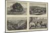 Pictures of South Australia-Samuel Edmund Waller-Mounted Giclee Print