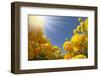 Picturesque Field of Beautiful Yellow Buttercups Ranunculus-kavram-Framed Photographic Print