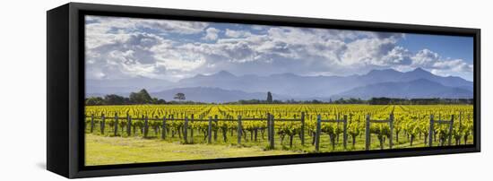 Picturesque Vineyard, Blenheim, Marlborough, South Island, New Zealand-Doug Pearson-Framed Stretched Canvas