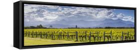 Picturesque Vineyard, Blenheim, Marlborough, South Island, New Zealand-Doug Pearson-Framed Stretched Canvas