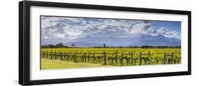 Picturesque Vineyard, Blenheim, Marlborough, South Island, New Zealand-Doug Pearson-Framed Photographic Print