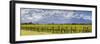 Picturesque Vineyard, Blenheim, Marlborough, South Island, New Zealand-Doug Pearson-Framed Photographic Print