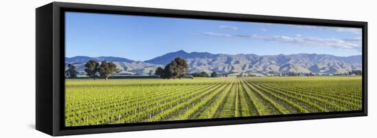 Picturesque Vineyard, Blenheim, Marlborough, South Island, New Zealand-Doug Pearson-Framed Stretched Canvas