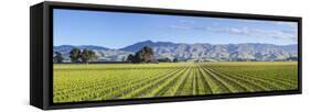 Picturesque Vineyard, Blenheim, Marlborough, South Island, New Zealand-Doug Pearson-Framed Stretched Canvas