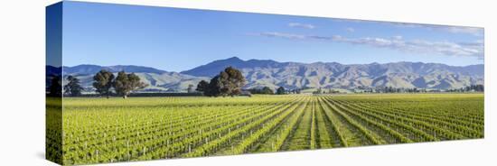 Picturesque Vineyard, Blenheim, Marlborough, South Island, New Zealand-Doug Pearson-Stretched Canvas